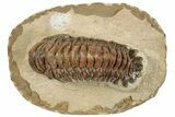 Crotalocephalina Trilobite - Foum Zguid, Morocco #271924-2